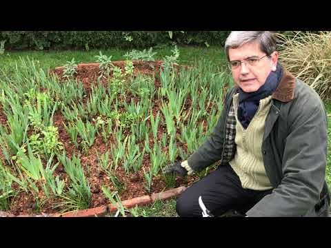 Video: Lirios Blancos En El Jardín