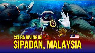 Scuba Diving Trip 2026 | Sipadan Island, Malaysia 🇲🇾