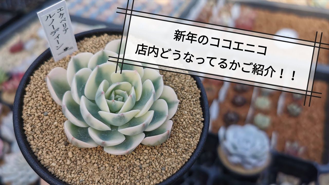 ココニコ流 多肉植物の子株の外し方 Youtube