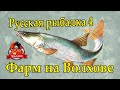 Русская рыбалка 4  Волхов Фарм