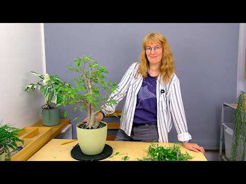 Ficus Benjamina Grafting (Part 9)