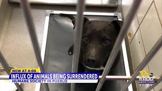 Pueblo Humane Society is in need of more funds after witnessing an influx of animal intakes