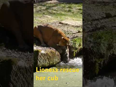 Lioness rescue her cub