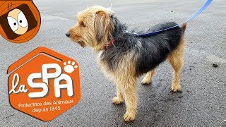 Sauver Un Chien L Adoption En Refuge Spa Youtube