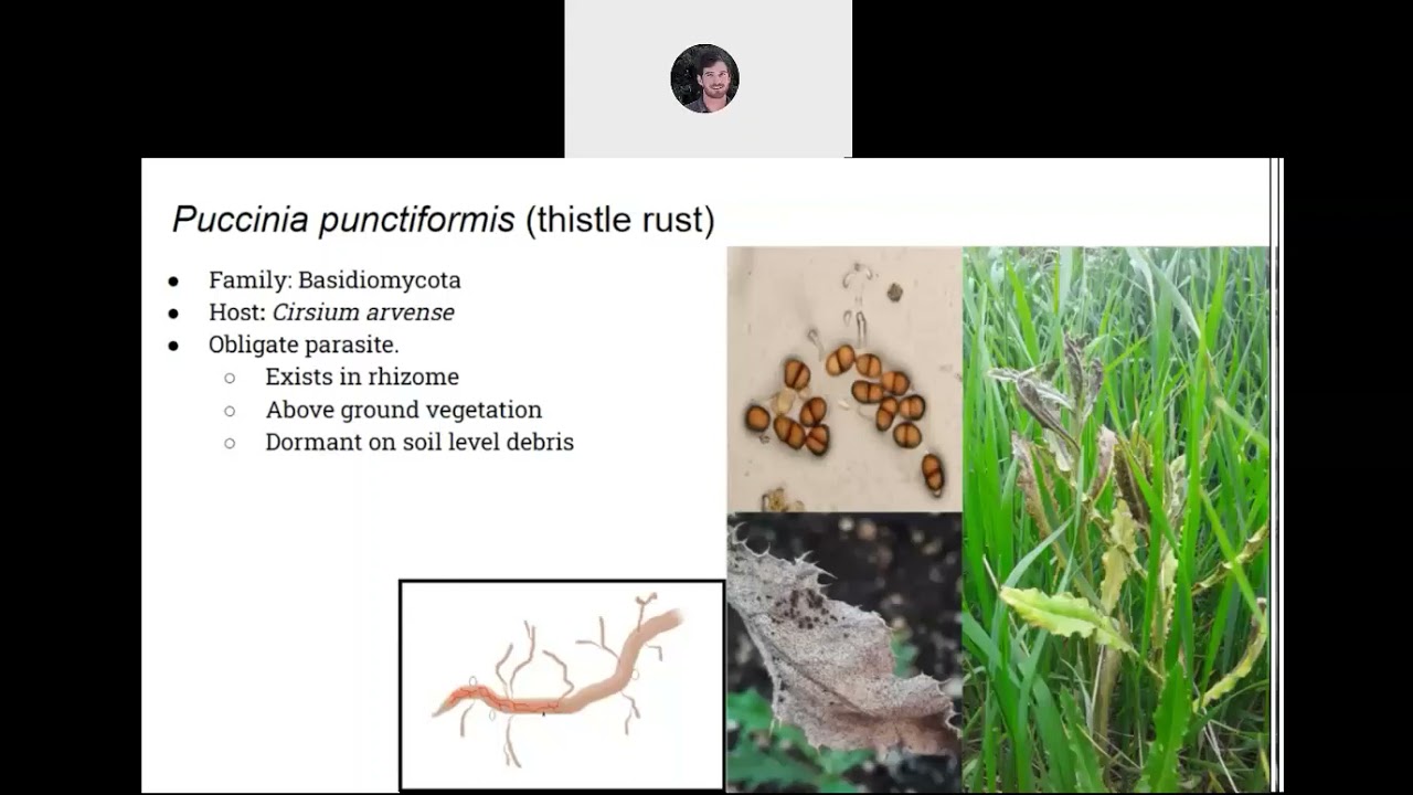 Integration of Thistle Rust Into Organic Management of Canada Thistle