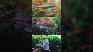 Which one is your favorite? 🌿🥰 #aquascaping #congotetras