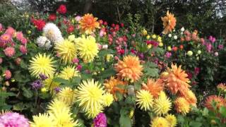 Geoff & Heather's dahlia garden 2016 review