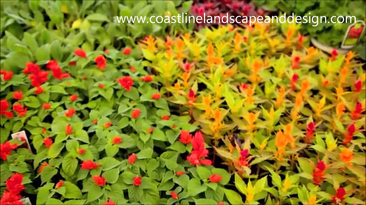 Coastline Landscape and Design | OBX Flower Garden...