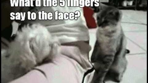 Catnip is a hell of a drug