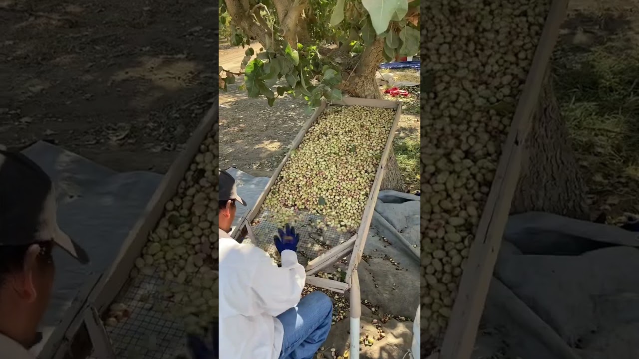 Fresh Pistachios Ready! 