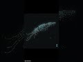 Firefly Squid - Watasenia scintillans