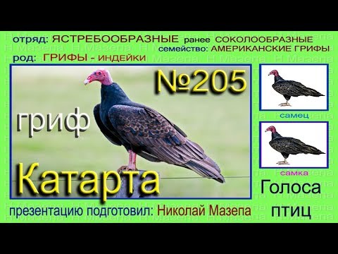 Катарта. Гриф. Голоса птиц