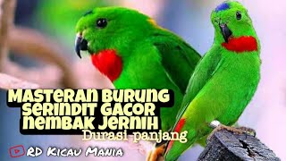 Download Lagu Masteran Burung Serindit Nembak @RDKicauMania MP3