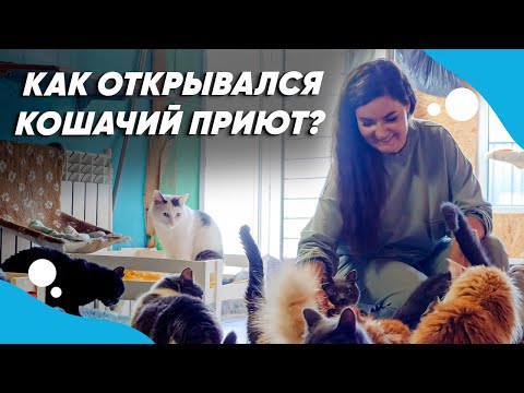 Видео: Женщина создает рай для кошек с кошачьей лейкемией