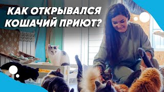 История дома помощи животным "ЛИС". Как живут в приюте кошки с лейкозом?