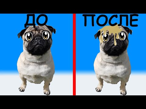 ЧТО ПРОИЗОШЛО С ПЁСИКОМ БАКСОМ? БАКС ОДИН ДОМА