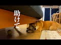 取れない場所にボールが！その時柴犬、予期せぬ動きを。。