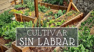Por qué cultivamos SIN LABRAR? | No dig - agricultura regenerativa