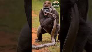 Famous Unbelievable Gorilla vs Giant Python Fight | Witness the Raw Power & Survival Instincts in the Wild Wealth