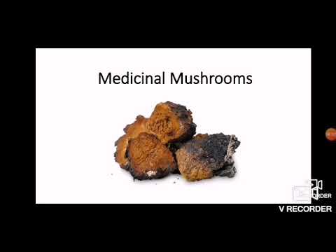 The MW - Medicinal Mushrooms of Saskatchewan