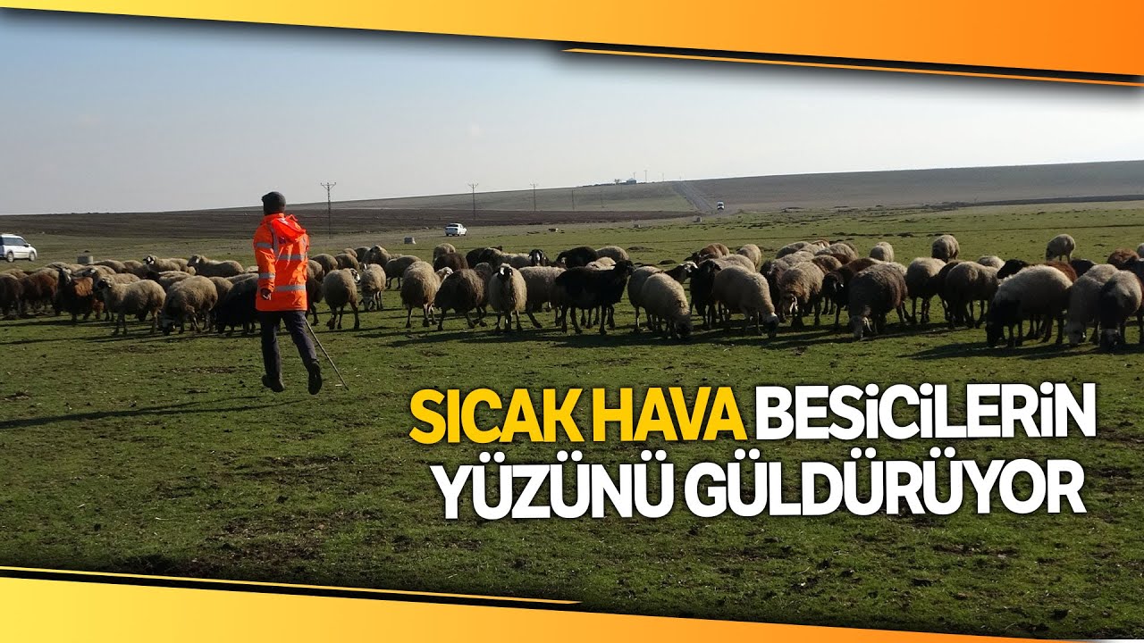 Muş’ta Sıcak Hava Besicilerin Yüzünü Güldürüyor