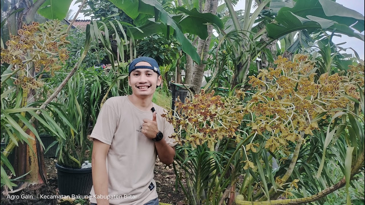 Mau Koleksi Berbagai Jenis Anggrek Tebu? Ini Tips Biar Rajin Bunga