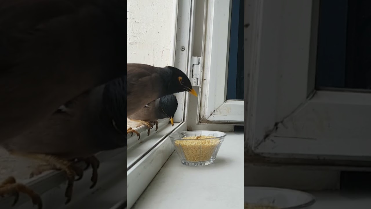 Funny birds eating | Animals | Pets | 