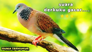 Download Lagu Suara pancingan Tekukur Pikat Ranting ...Full Lantang Dan Nekan Lawan.. MP3