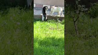 Tails Up Tensions Rising  cat kitten cute funny pets trend kefet