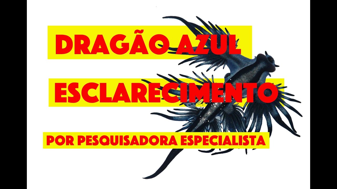 Dragão Azul nas praias do Brasil - Esclarecimento