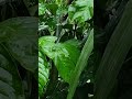 Kumpulan Sholawat #shorts #sholawatnabi #viral #dzikir #viralvideo #video #shortvideo #subscribe