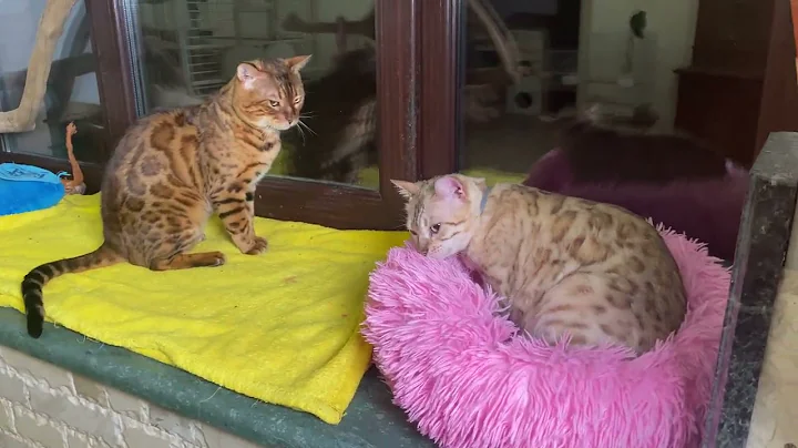 Watch the video about Living room in the house full of different exotic animals