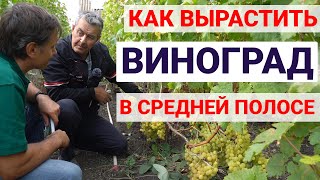 Виноград без ядохимикатов из Башкортостана