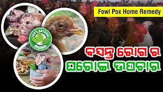 Fowl pox in desi kukuda [ବସନ୍ତ ରୋଗ ର ଘରୋଇ ଉପଚାର] desi kukuda palana odia | kukuda farm odia