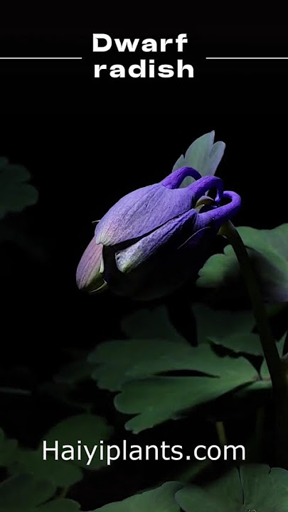 #LuckyFlowers #RomancePerfect #begonia  #AlbiziaJulibrissin #healingmoments