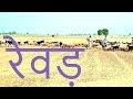 herd in desert of thar | थार में रेवड़ | सांगोपांग