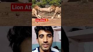 Lion Attack 🥺 #lion #wildanimals #wildlife #animals #nature #reaction #shorts
