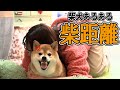 飼い主のことが大好きだけど、ブチギるワンコの気持ちとは・・・