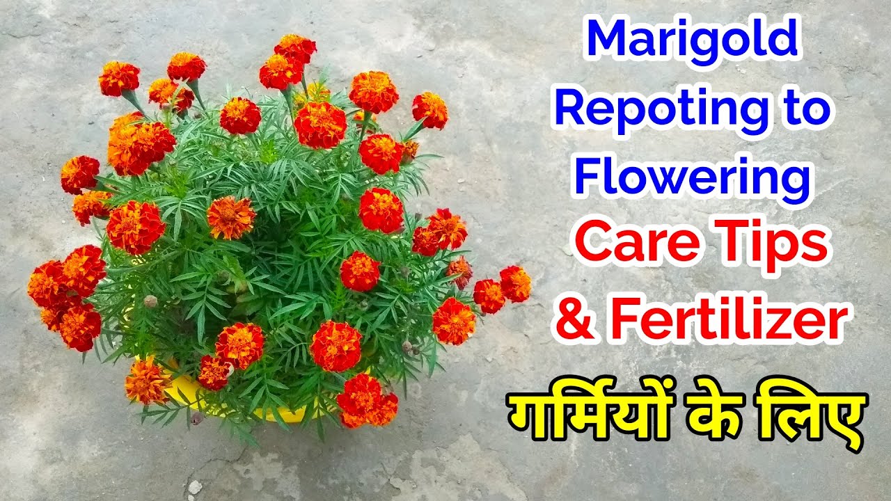 Marigold Repoting/Marigold Potting mix/Marigold Care/Marigold