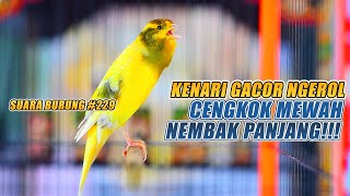 SUARA BURUNG |229| Kenari GACOR PANJANG INI Cocok untuk Masteran KENARI PAUD dan Kenari Macet BUNYI