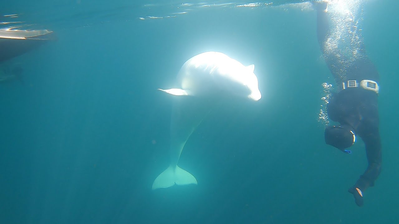 WeDive meets Hvaldimir (The runaway beluga whale)