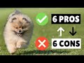 Pomeranian PROS and CONS ✔️❌ The GOOD and The BAD