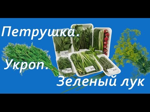 полезные свойства зелени - Укроп Петрушка зеленый лук