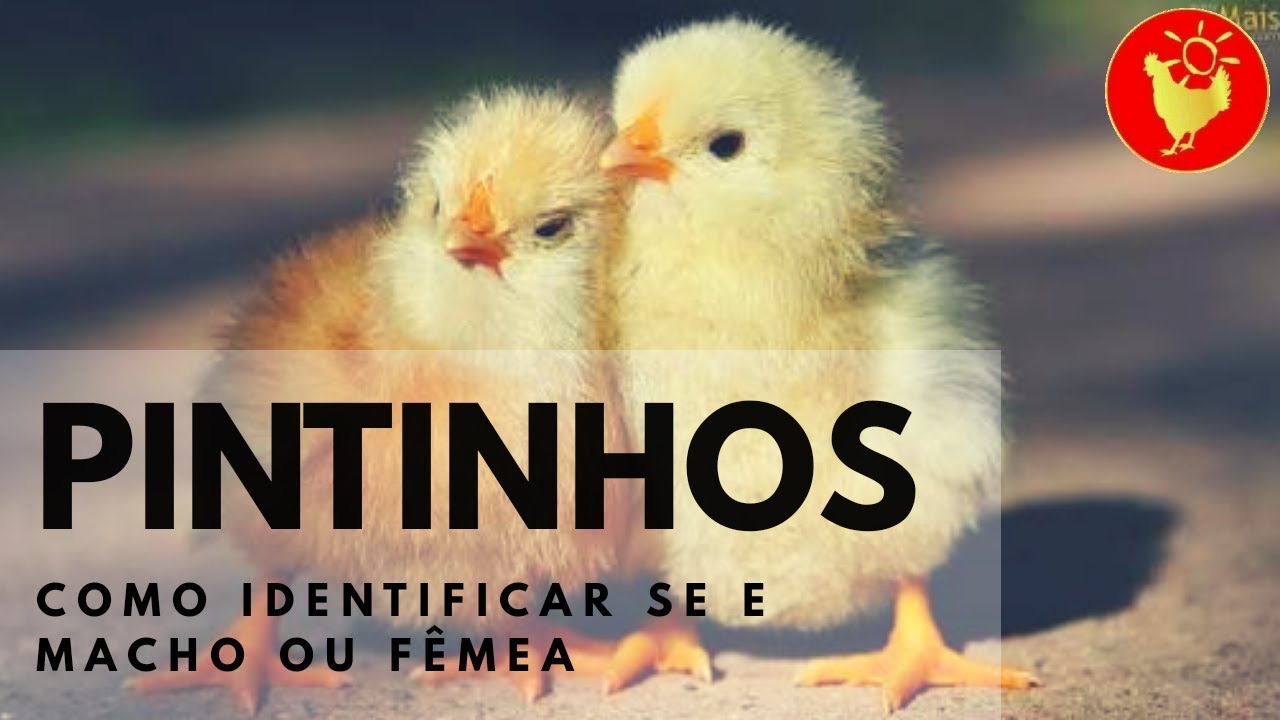 Como identificar se o pintinho é macho ou fêmea, com apenas um dia de ...