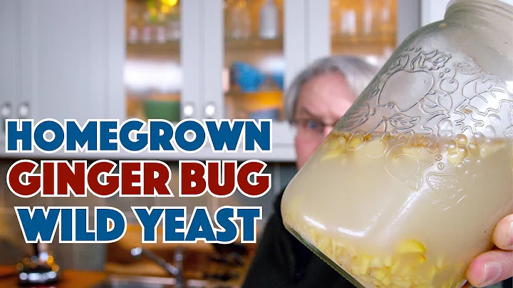 Ginger Bug Homegrown Wild Yeast How To