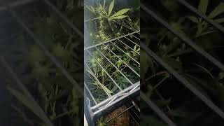 homemade cheap LED grow tent with Mylar & mars hydro TS600 100watt