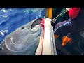 Unbelievable Catch Giant Bluefin Tuna, Master Fishing Bluefin tuna - Fishing Video At Sea