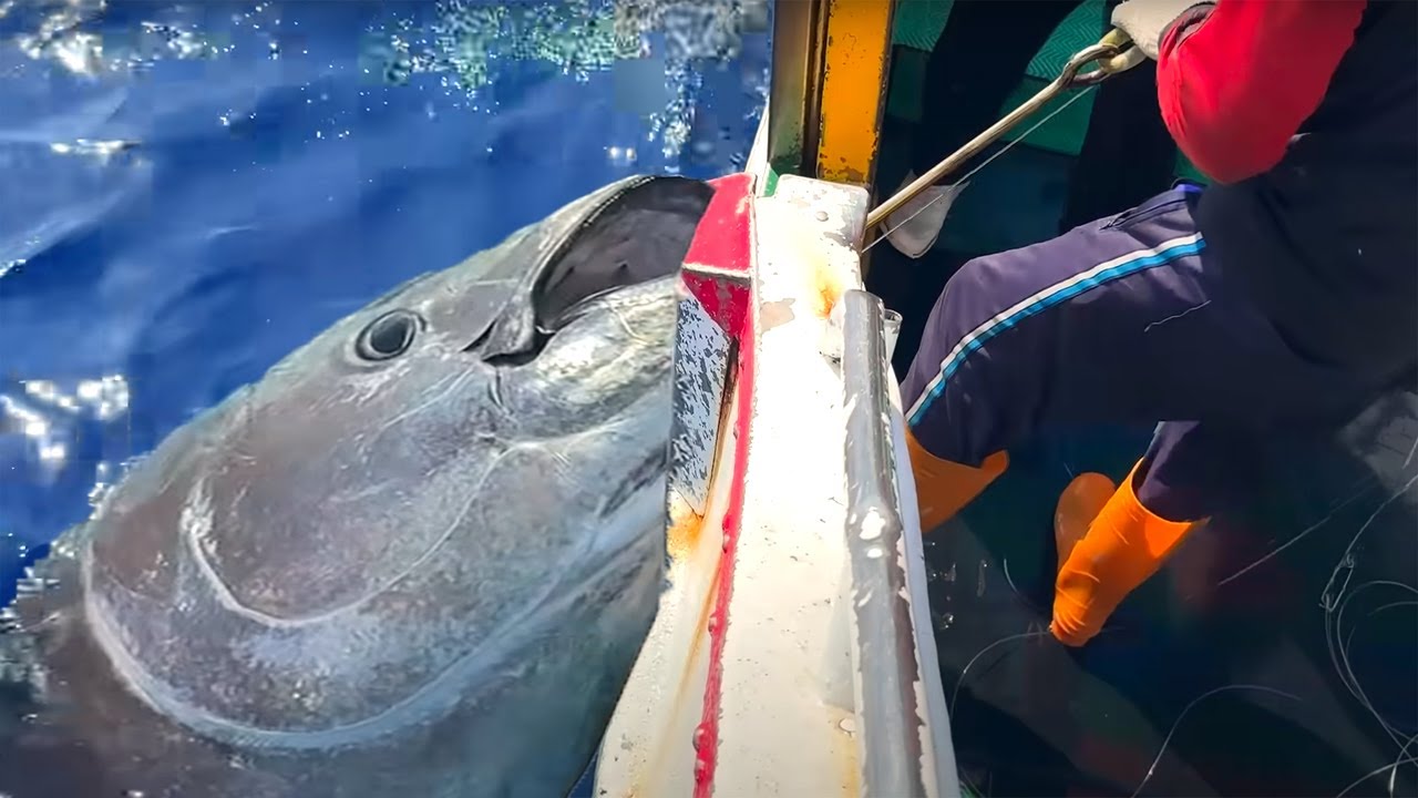 Unbelievable Catch Giant Bluefin Tuna, Master Fishing Bluefin tuna - Fishing Video At Sea