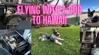 Flying With a Dog to Hawaii