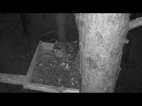 Eurasian Eagle-Owl Cam, Riga live stream preview